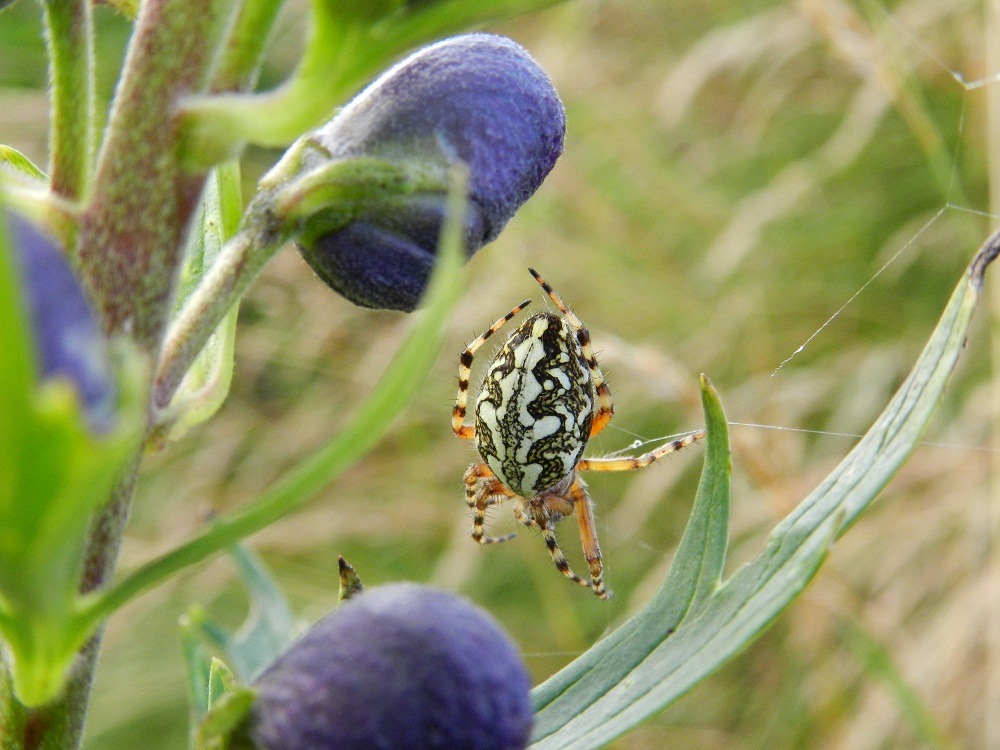 Aculepeira ceropegia